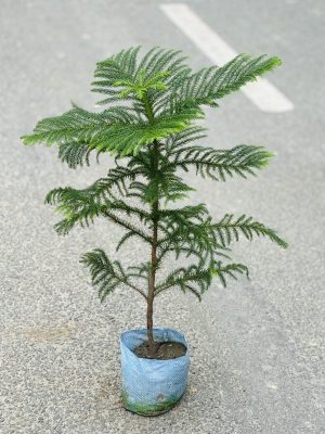 Christmass Tree