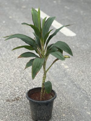 Dracaena Green