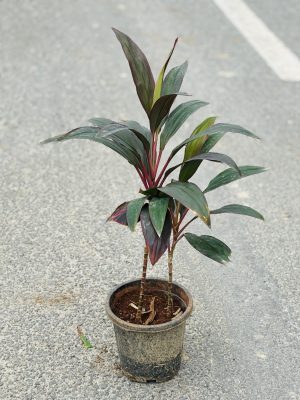 Dracaena Mahatma