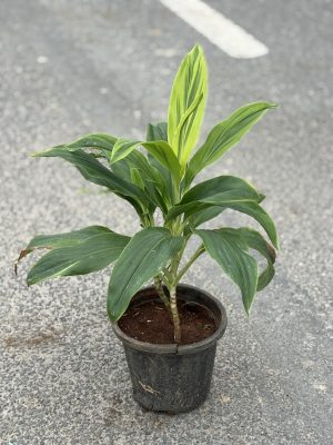 Dracaena Whole Green