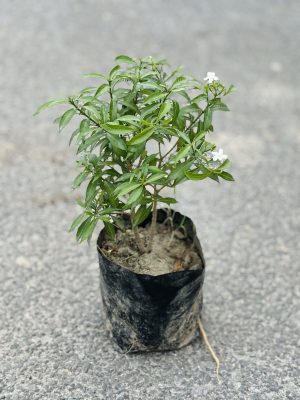 Dwarf Chandni