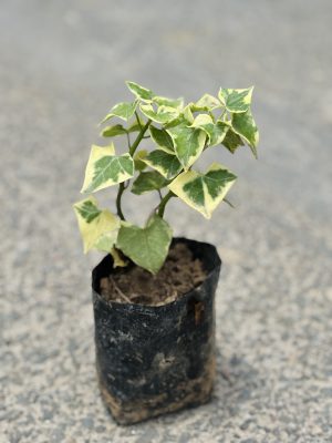 English Ivy