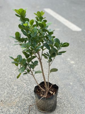 Ficus Microcarpa