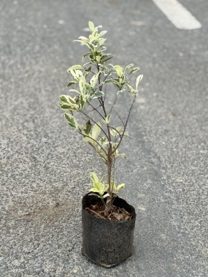 Ficus Safari