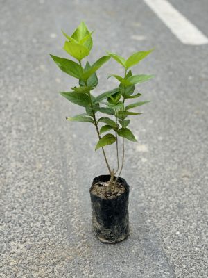 Harsingar Parijat