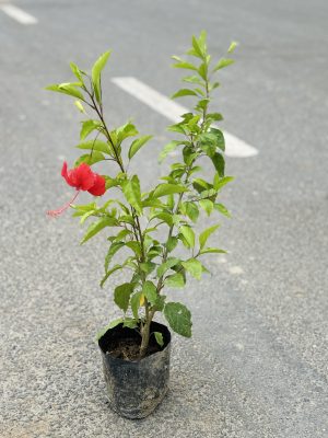 Hibiscus Red