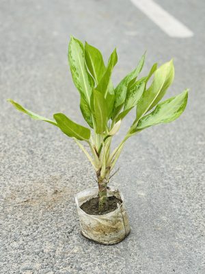 Ice Aglaonema