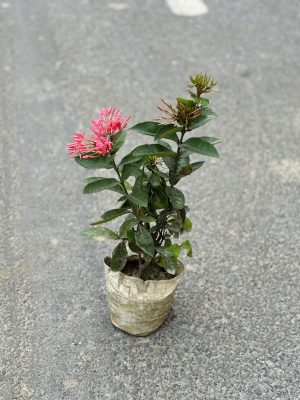 Ixora Pink