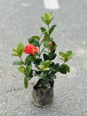 Ixora Red