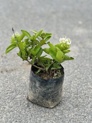 Ixora White