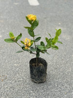 Ixora Yellow