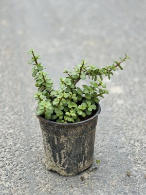 Jade
