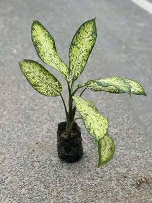 Leopard Lily