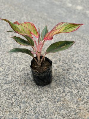 Lipstick Aglaonema