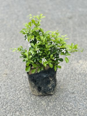Madhukamini