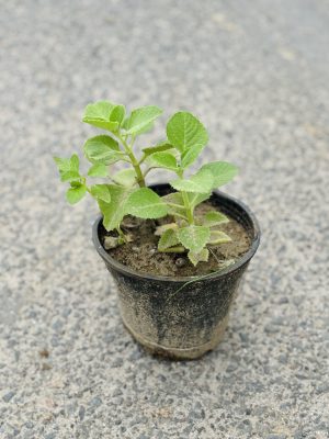 Mint Plant