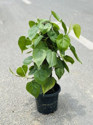 Money Plant Climber