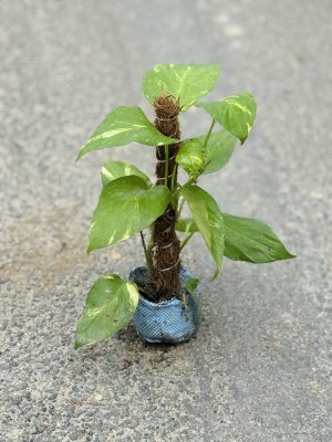Money Plant Climber Small