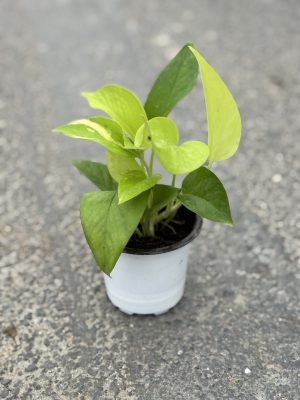 Money Plant Golden