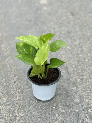 Money Plant Hybrid
