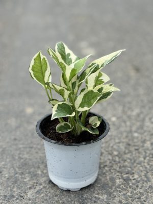 Money Plant Marble