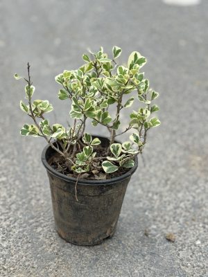 Natal Plum