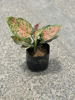 Pink Aglaonema