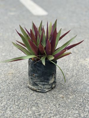 Rheoe Plant