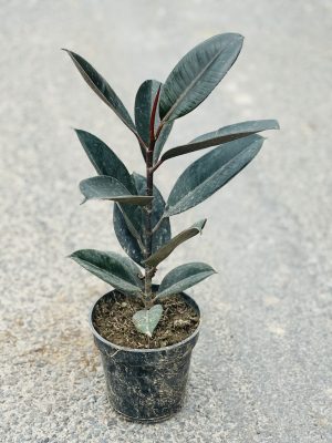 Rubber Plant