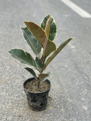 Rubber Plant Hybrid