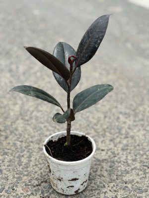 Rubber Plant Small