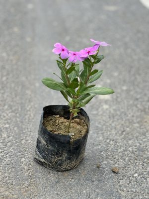 Sadabhaar Pink