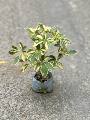 Saplera