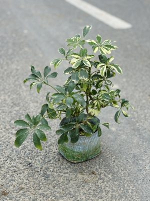Saplera Large
