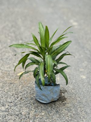 Song Of India Green