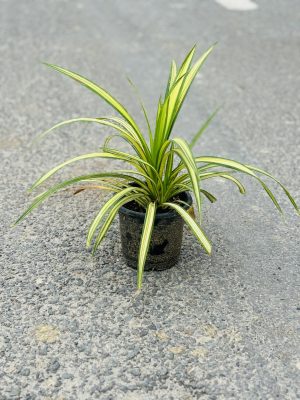 Spider Plant