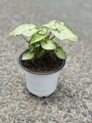 Syngonium Green