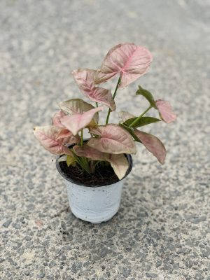 Syngonium Pink