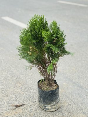 Thuja