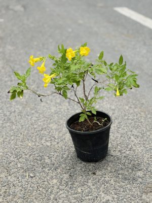 Ticoma Plant