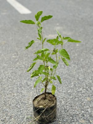 Tulsi Rama