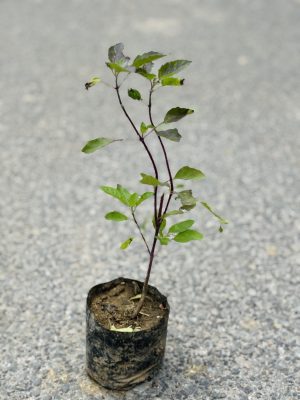 Tulsi Shyma