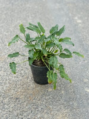Zanadu