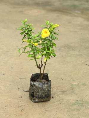 Allamanda Yellow