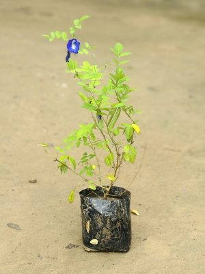 Aprajita