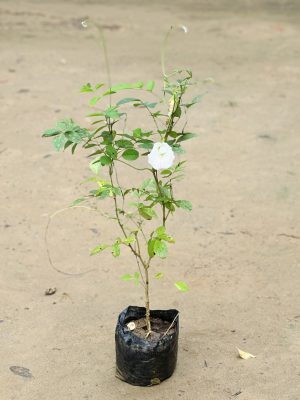 Aprajita White