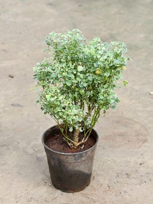 Aralia