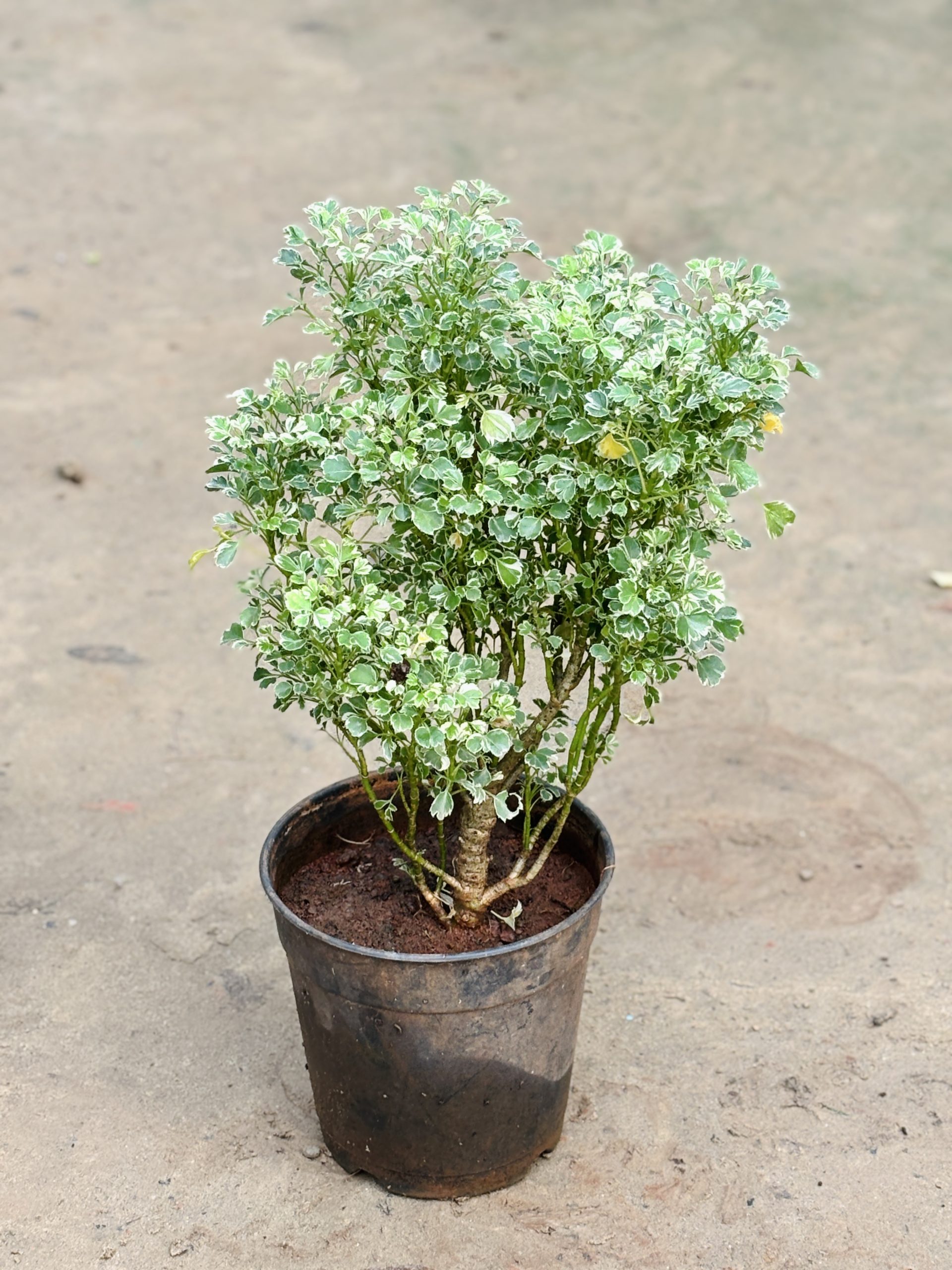 Aralia