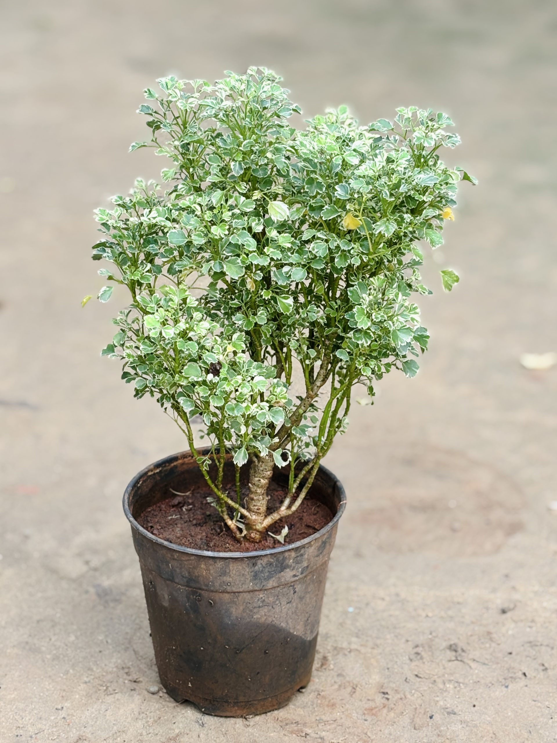 Aralia - Image 2