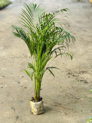 Areca Palm